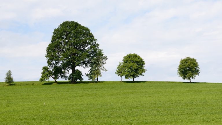 Cypress Tree Therapy