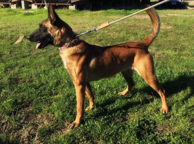 Kaliber Canine, LLC
