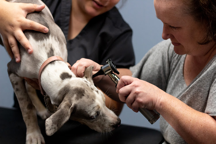 Kings Highway Animal Clinic