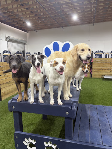 Kuri Pet Resort