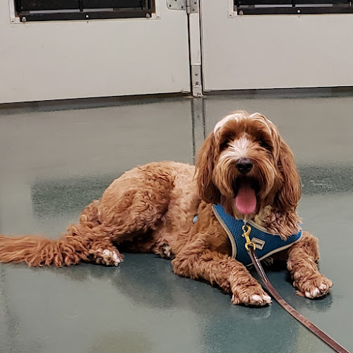 Lara’s Canine Solutions 2(San Marcos/ Wimberley)