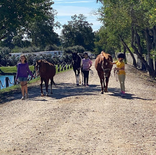 Sunny Fox Farms